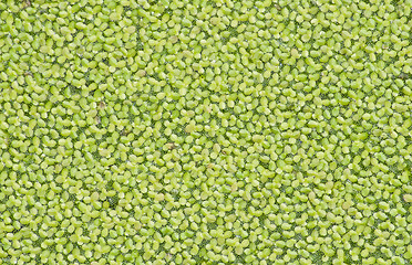 Image showing Duckweed