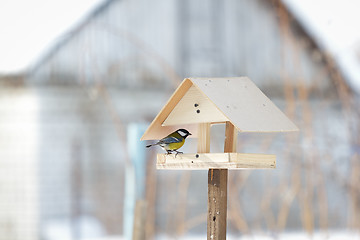 Image showing Tomtit in the bird table