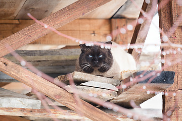 Image showing Siamese cat is hiding from the rain