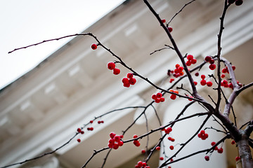 Image showing red berries on a background of ancient architecture