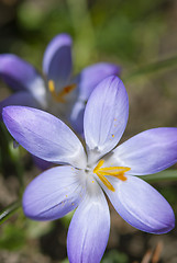 Image showing Crocus