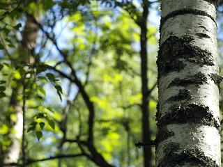 Image showing birch trunk