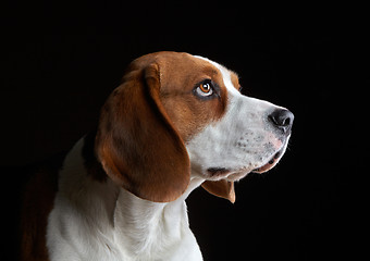 Image showing Portrait of young beagle dog