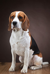 Image showing Portrait of young beagle dog