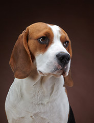 Image showing Portrait of young beagle dog