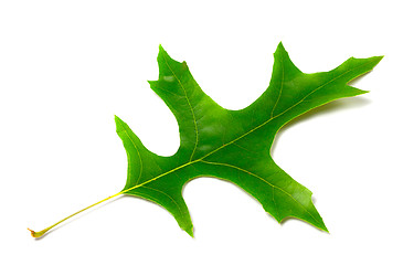 Image showing Green leaf of oak (Quercus palustris)