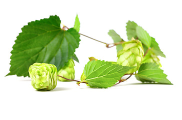 Image showing Blossoming hop