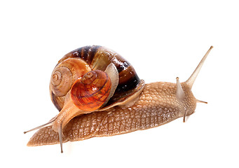 Image showing Snails on top of one another