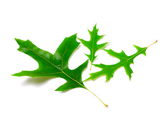 Image showing Green leafs of oak (Quercus palustris) 