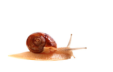 Image showing Little snail