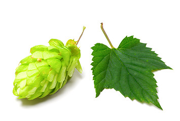 Image showing Blossoming hop and leaf on a white background