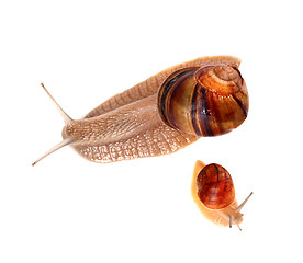 Image showing Family of snails isolated on white background