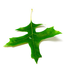 Image showing Green oak leaf (Quercus palustris)