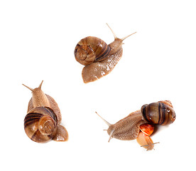 Image showing Family of snails on white background. Top view.