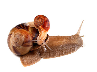 Image showing Small snail on top of big