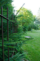 Image showing spruce hedges in park and hanging spruce branches 