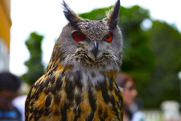 Image showing Owl