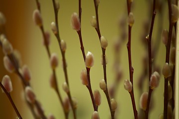 Image showing Pussy Willows