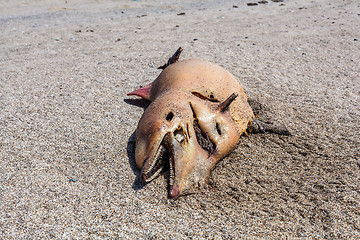 Image showing Dead Bottlenose dolphin  lies on the coast