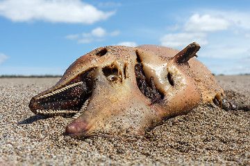 Image showing Dead dolphin  lies on the coast