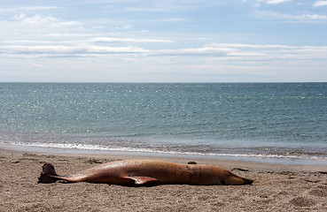 Image showing Dead Bottlenose dolphin  lies on the coast