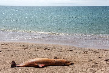 Image showing Dead Bottlenose dolphin.