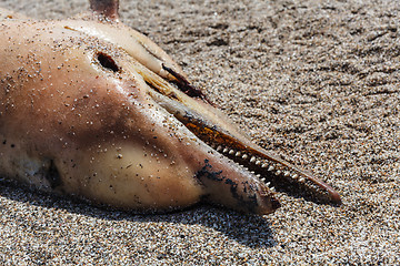 Image showing Dead  dolphin.