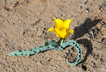 Image showing Lone Wild Tulup