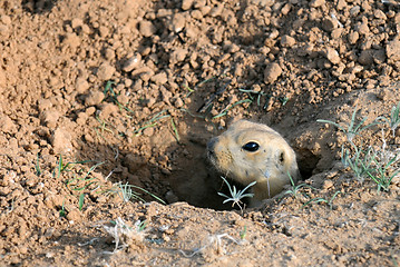 Image showing Ground Squirrel in the Hole