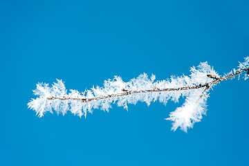 Image showing rime frost 