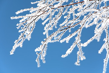 Image showing tree branch covered with rime frost 