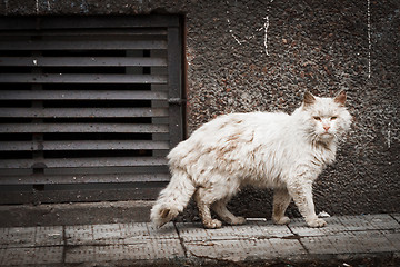 Image showing Vagrant cat