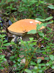 Image showing Wild mushrooms