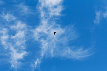 Image showing Hooded Crow Flying in the Sky with Wings Spread