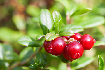 Image showing Bush of ripe forest cranberries