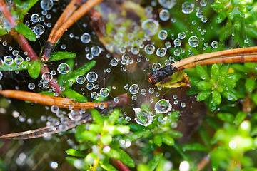 Image showing water drop on spider web