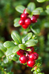 Image showing forest cranberries Bush of ripe berries. a few red berries