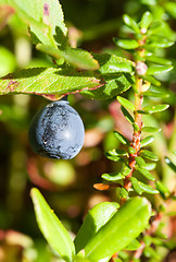 Image showing whortleberry ripening in a wood