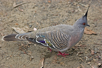 Image showing Crested Pigeon