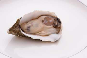 Image showing Single Oyster