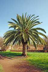 Image showing Palm tree and ruins