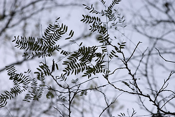 Image showing leaf