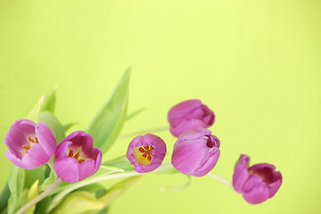 Image showing Floral background with purple tulips