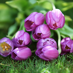 Image showing Bunch of purple tulips