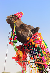 Image showing decorated camel during festival in Pushkar India