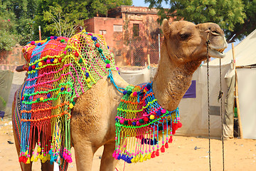 Image showing decorated camel during festival in Pushkar India