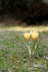 Image showing Crocuses