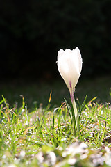 Image showing Crocus