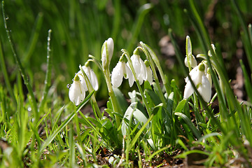 Image showing Snowdrops