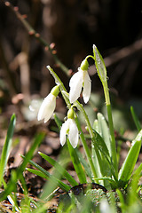 Image showing Snowdrops